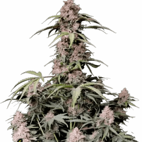 Fast Buds Cannabis Seeds Amnesia Zkittlez Auto 100 db