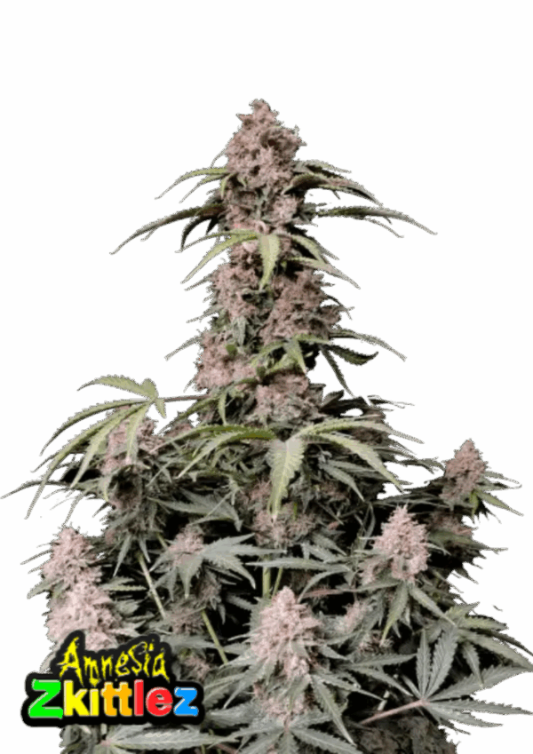 Fast Buds Cannabis Seeds Amnesia Zkittlez Auto 100 db