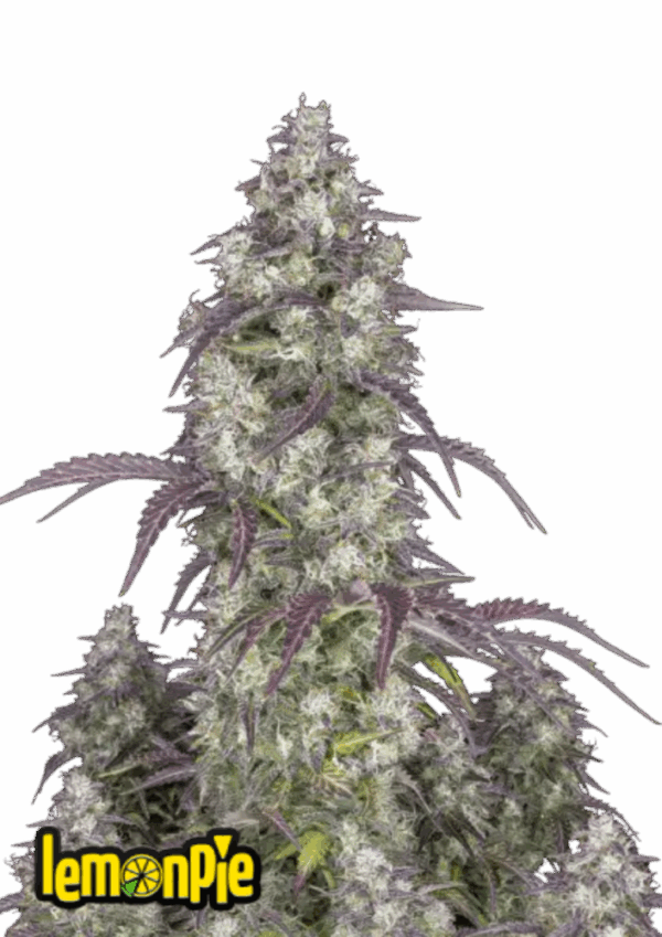 Fast Buds Cannabis Seeds Lemon Pie Auto 100 db