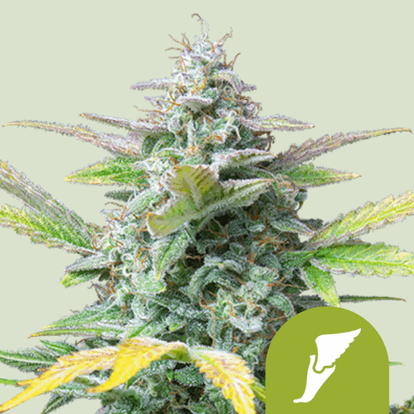 Royal Queen Seeds Cannabis Seeds Quick One Auto 25 db