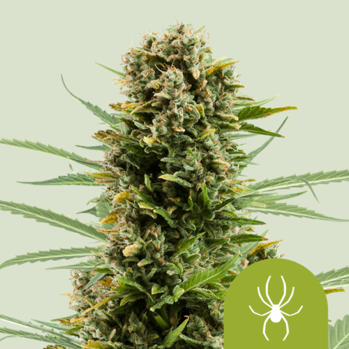 Royal Queen Seeds Cannabis Seeds White Widow Auto 25 db
