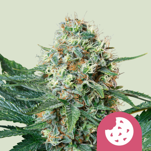 Royal Queen Seeds Cannabis Seeds Royal Cookies Feminized 25 db