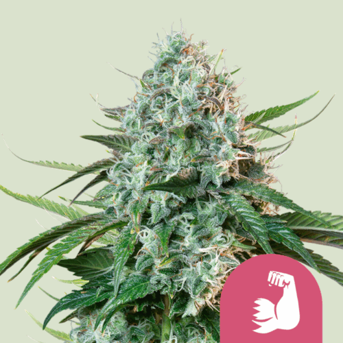 Royal Queen Seeds Cannabis Seeds HulkBerry Feminized 25 db