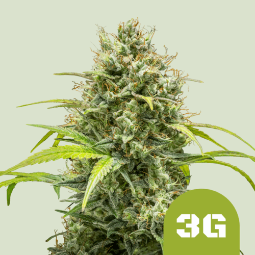 Royal Queen Seeds Cannabis Seeds Triple G Auto 25 db