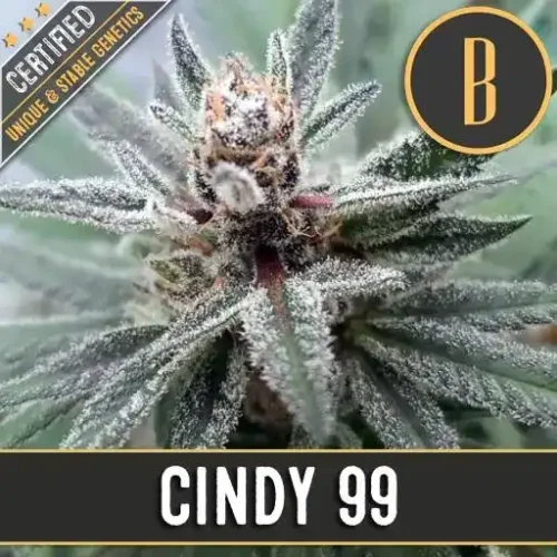 Blimburn Seeds Cannabis Seeds Cindy 99 Nőiesített 3 pár