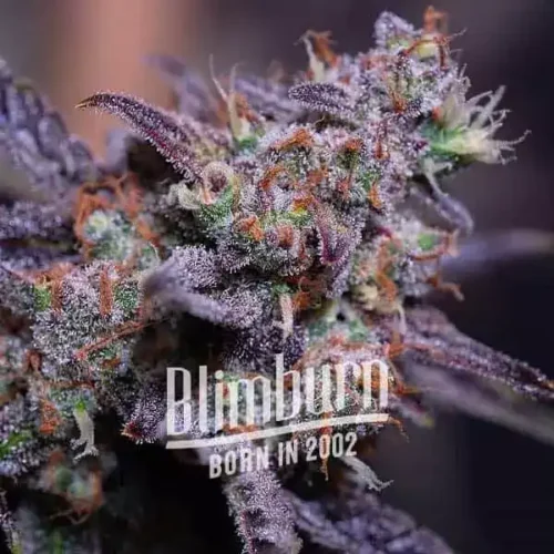 Blimburn Seeds Cannabis Seeds Blackberry Moonstones Auto 100 db
