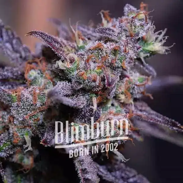Blimburn Seeds Cannabis Seeds Blackberry Moonstones Auto 100 db