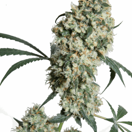 Sensi Seeds Cannabis Seeds Ed Rosenthal Super Bud® Regular