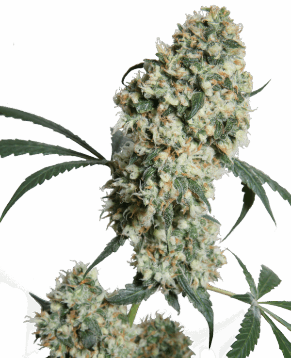 Sensi Seeds Cannabis Seeds Ed Rosenthal Super Bud® Regular