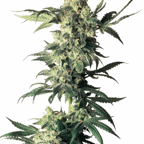 Sensi Seeds Cannabis Seeds Northern Lights® Regular