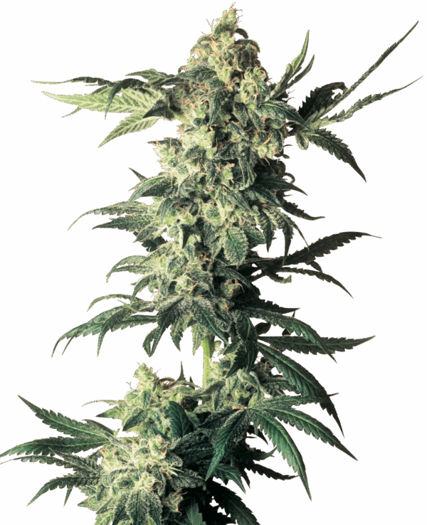 Sensi Seeds Cannabis Seeds Northern Lights® Regular