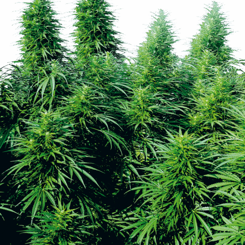 Sensi Seeds Cannabis Ruderalis Skunk® Regular