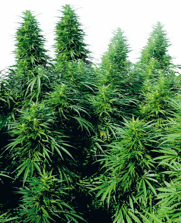 Sensi Seeds Cannabis Ruderalis Skunk® Regular