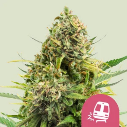 Royal Queen Seeds Cannabis Seeds Trainwreck Feminized 10 db
