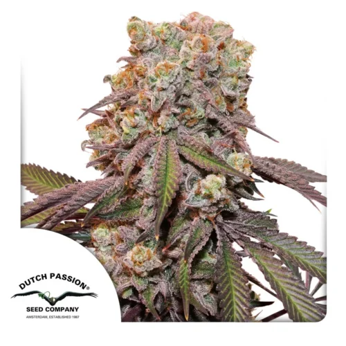 Dutch Passion Cannabis Seeds Auto Candy Bubatz XL® Autoflowering 100 db