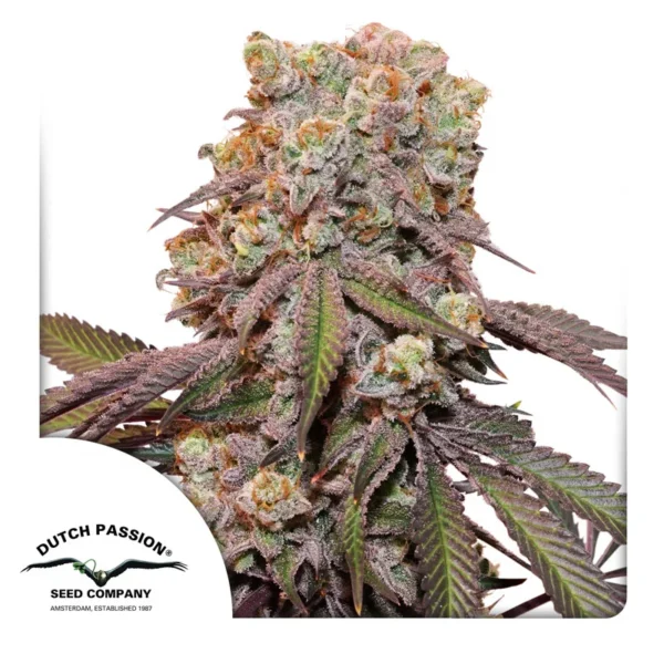 Dutch Passion Cannabis Seeds Auto Candy Bubatz XL® Autoflowering 100 db