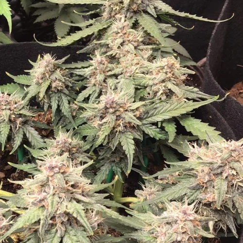 Dutch Passion Cannabis Seeds Auto Desfrán® Autoflowering 100 db
