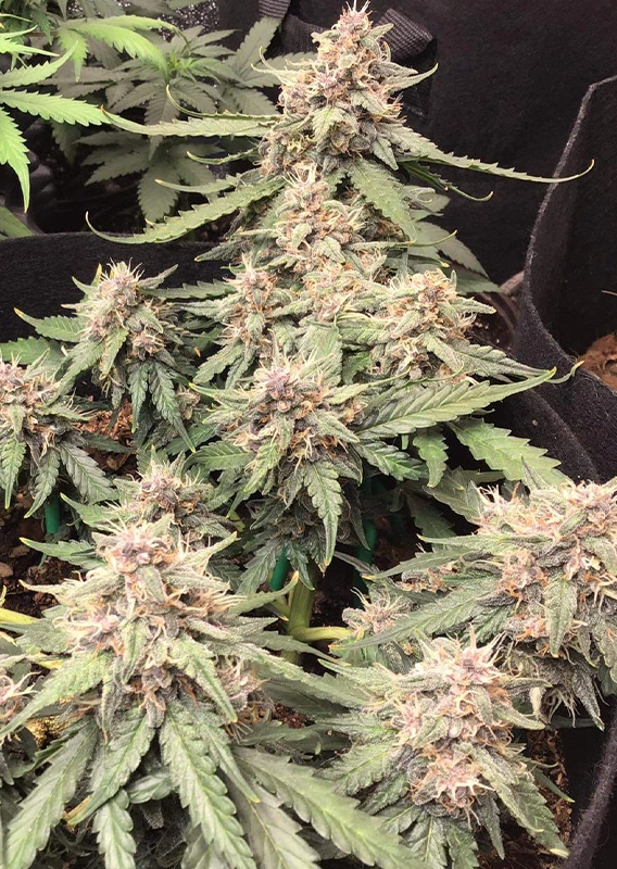 Dutch Passion Cannabis Seeds Auto Desfrán® Autoflowering 100 db