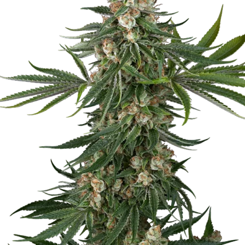 Sensi Seeds Cannabis Seeds Fallout OG Feminized 10+4 db