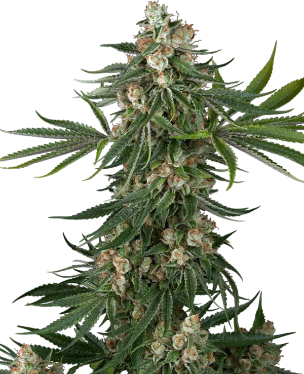 Sensi Seeds Cannabis Seeds Fallout OG Feminized 10+4 db