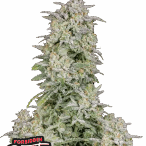 Fast Buds Cannabis Seeds Forbidden Runtz Auto 100 db