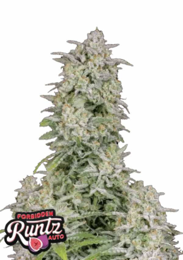 Fast Buds Cannabis Seeds Forbidden Runtz Auto 100 db
