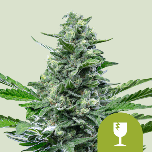 Royal Queen Seeds Cannabis Seeds Royal Critical Auto 25 db