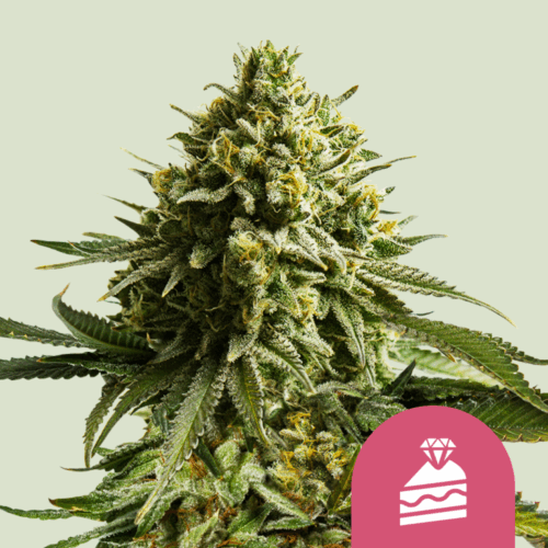 Royal Queen Seeds Cannabis Seeds Wedding Cake Feminized 25 db