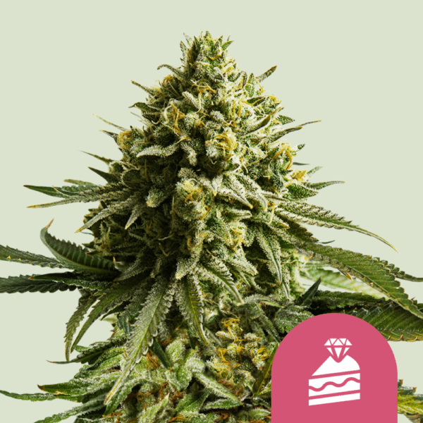 Royal Queen Seeds Cannabis Seeds Wedding Cake Feminized 25 db