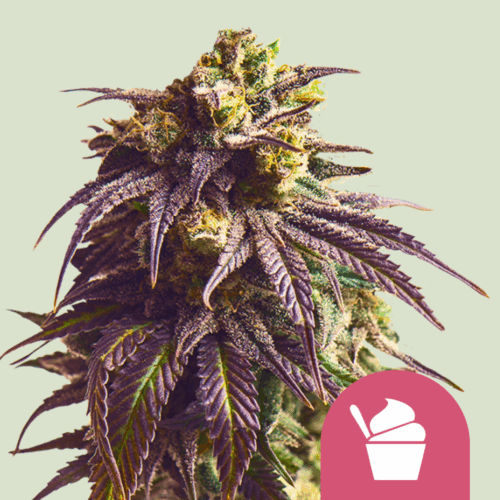 Royal Queen Seeds Cannabis Seeds Sundae Driver Feminized 25 db