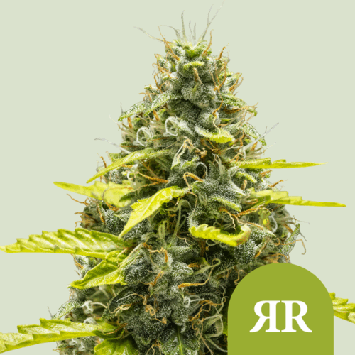 Royal Queen Seeds Cannabis Seeds Royal Runtz Auto 25 db