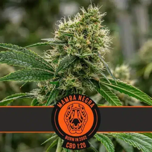 Blimburn Seeds Cannabis Seeds Mamba Negra CBD Feminized 3 pár
