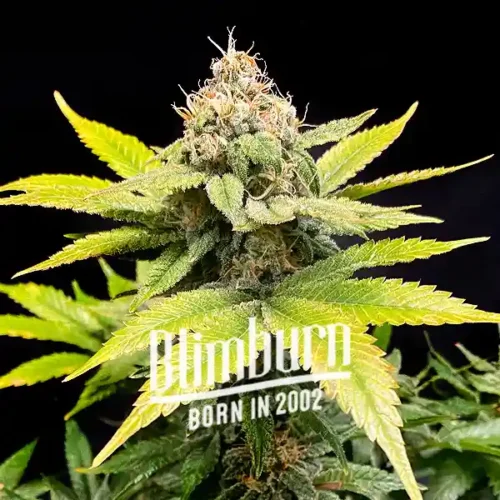 Blimburn Seeds Cannabis Seeds C Banana Feminized 100 db