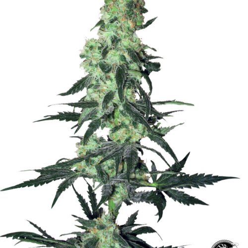 Sensi Seeds Cannabis Seeds Amnesia White Regular