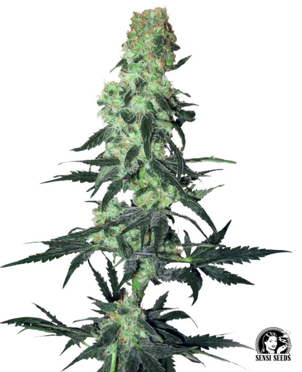 Sensi Seeds Cannabis Seeds Amnesia White Regular
