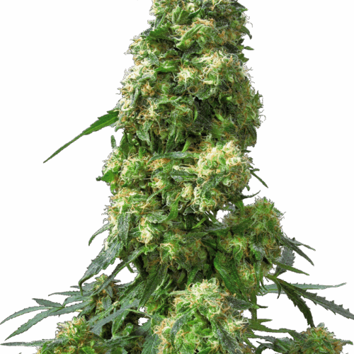 Sensi Seeds Cannabis Seeds Early Skunk® Regular