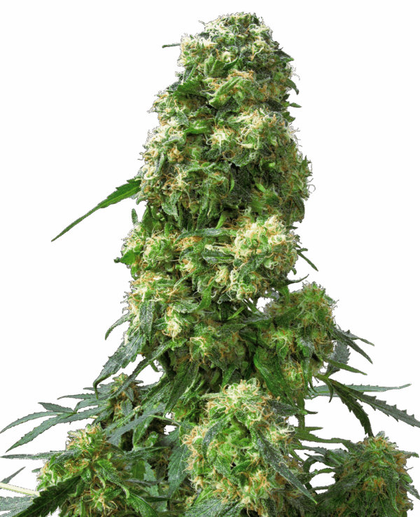 Sensi Seeds Cannabis Seeds Early Skunk® Regular