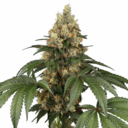 Sensi Seeds Cannabis Seeds Chocolate Rainbow XXL® Feminized