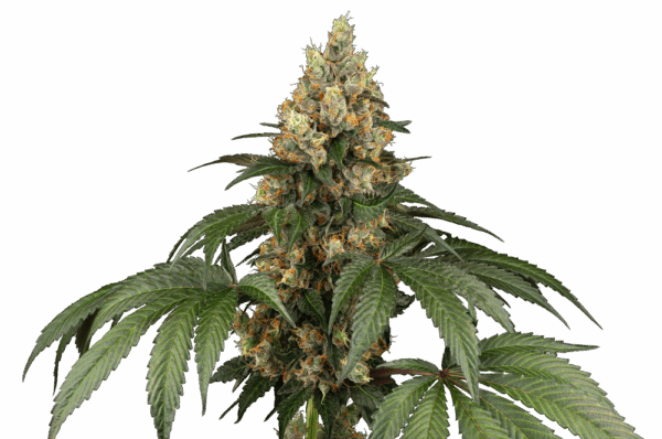 Sensi Seeds Cannabis Seeds Chocolate Rainbow XXL® Feminized