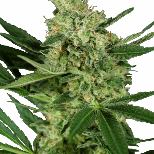 Sensi Seeds Cannabis Mags Pumpkin Spice Feminized