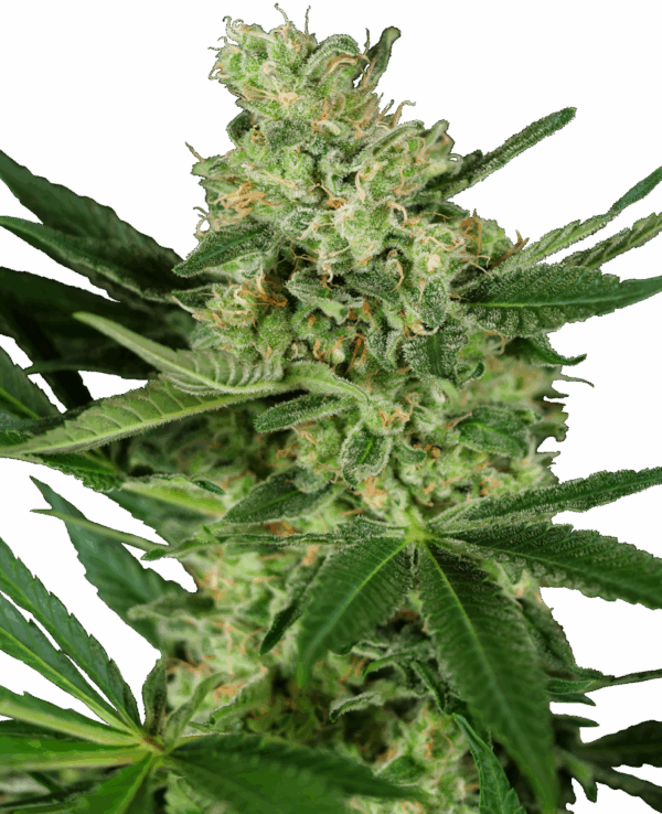 Sensi Seeds Cannabis Mags Pumpkin Spice Feminized