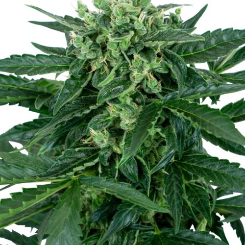 Sensi Seeds Cannabis Seeds Sensi Amnesia Automatic Feminized