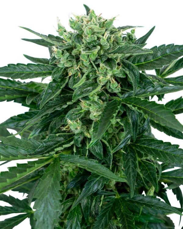 Sensi Seeds Cannabis Seeds Sensi Amnesia Automatic Feminized