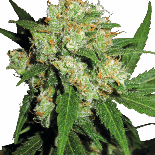 Sensi Seeds Cannabis Sensi Skunk® Regular