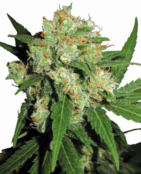 Sensi Seeds Cannabis Sensi Skunk® Regular