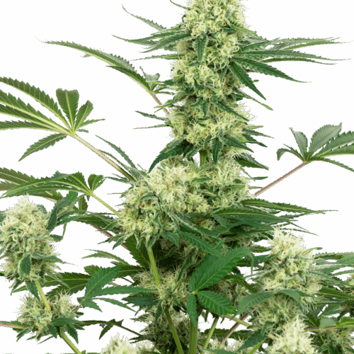 Sensi Seeds Cannabis Seeds Esküvői sajttorta fehér címkével nőiesített