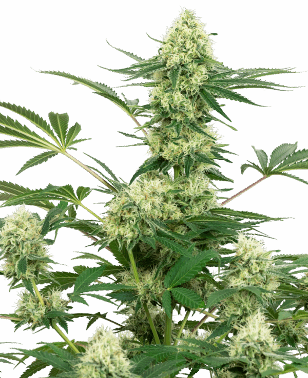 Sensi Seeds Cannabis Seeds Esküvői sajttorta fehér címkével nőiesített