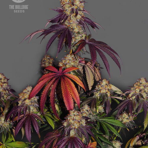 The Bulldog Seeds The Bulldog Gelato 17 feminized