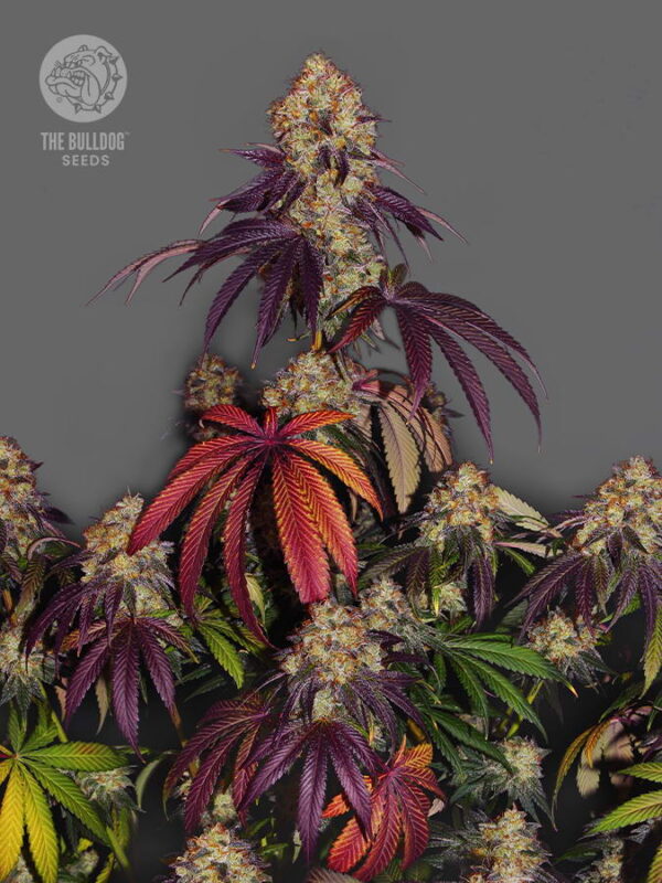 The Bulldog Seeds The Bulldog Gelato 17 feminized