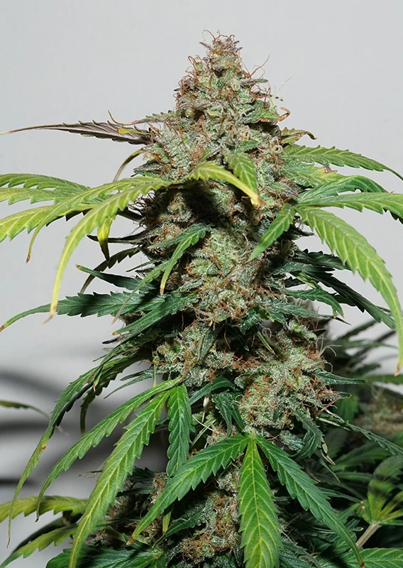 Dutch Passion Cannabis Seeds Auto Kerosene Krash® Autoflowering 100 db